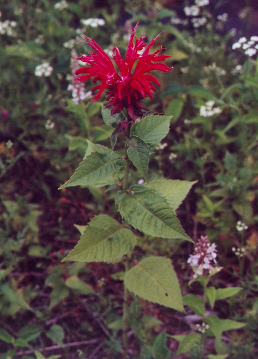 Monarda_didyma_plant2.jpg