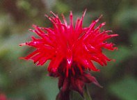 Monarda didyma thumbnail