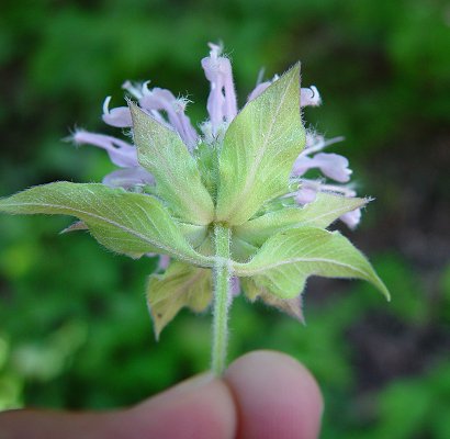 Monarda_fistulosa_bracts.jpg