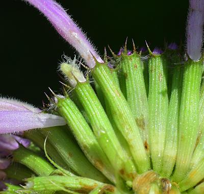 Monarda_fistulosa_calyces.jpg