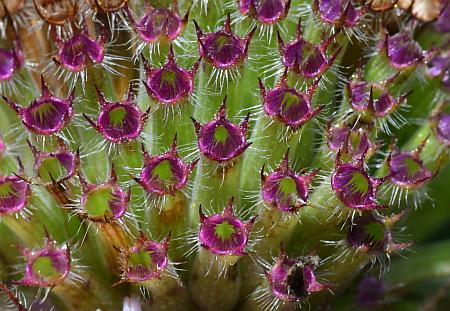 Monarda_fistulosa_calyces2.jpg