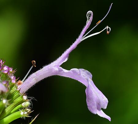 Monarda_fistulosa_flower.jpg