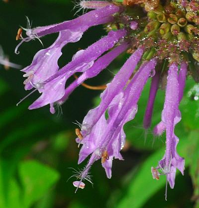 Monarda_fistulosa_flowers.jpg