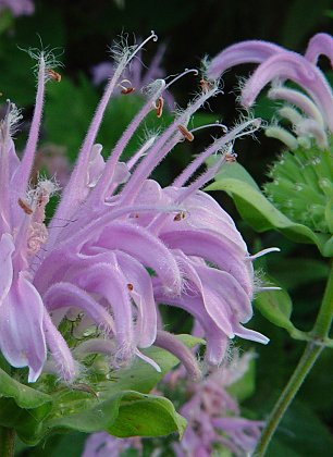 Monarda_fistulosa_flowers_close.jpg