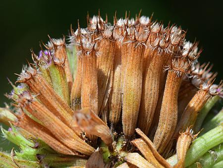 Monarda_fistulosa_fruits1.jpg