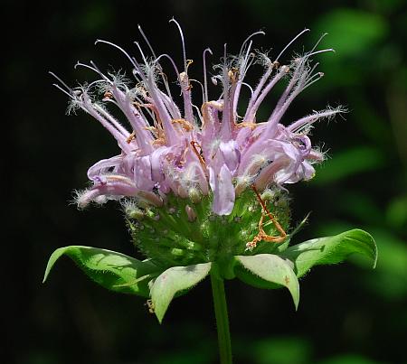 Monarda_fistulosa_inflorescence.jpg