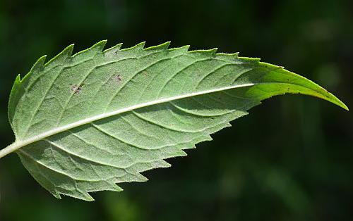 Monarda_fistulosa_leaf2.jpg