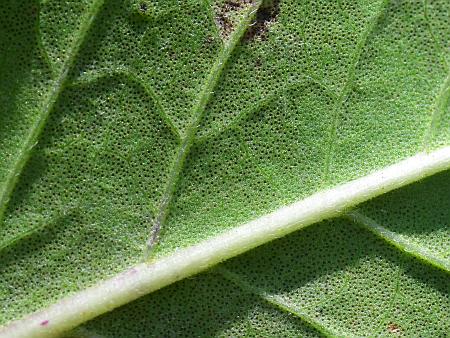 Monarda_fistulosa_leaf2a.jpg