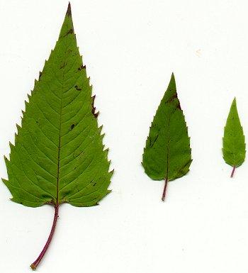 Monarda_fistulosa_leaves.jpg