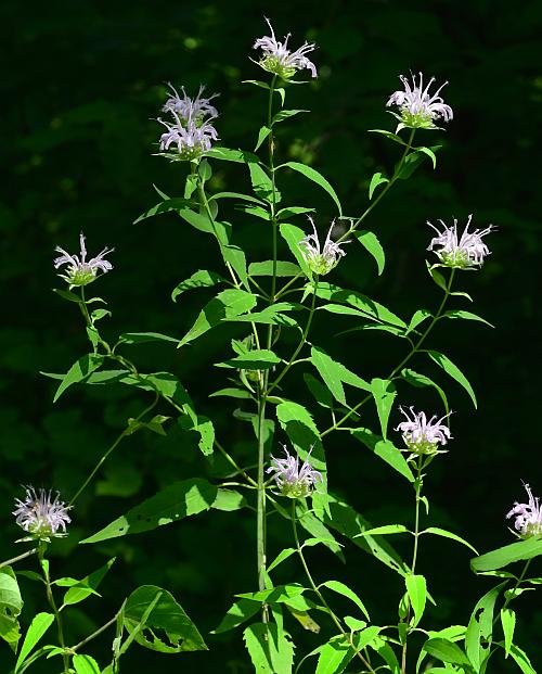 Monarda_fistulosa_plant.jpg