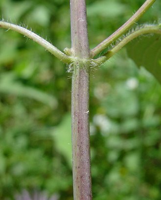 Monarda_fistulosa_stem.jpg