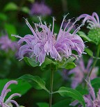 Monarda fistulosa thumbnail