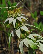 Monarda punctata thumbnail