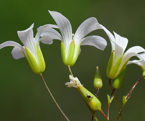 Mononeuria_patula_calyces.jpg