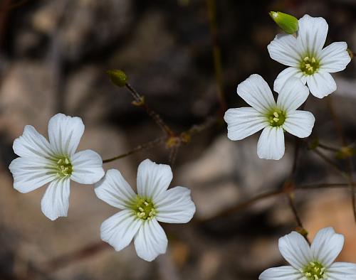 Mononeuria_patula_corollas.jpg