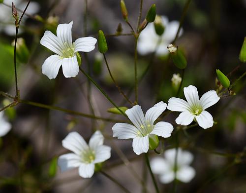 Mononeuria_patula_flowers.jpg