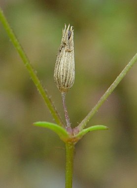 Mononeuria_patula_fruit.jpg