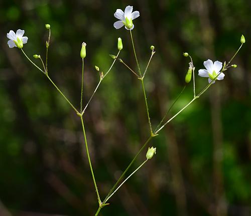 Mononeuria_patula_inflorescence.jpg