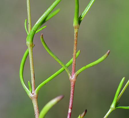 Mononeuria_patula_leaves.jpg