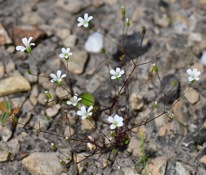 Mononeuria_patula_plant.jpg