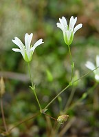 Mononeuria patula thumbnail