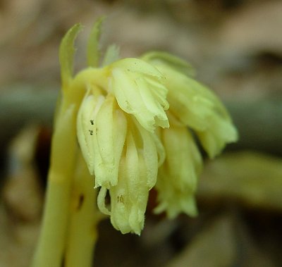 Monotropa_hypopitys_flowers2.jpg