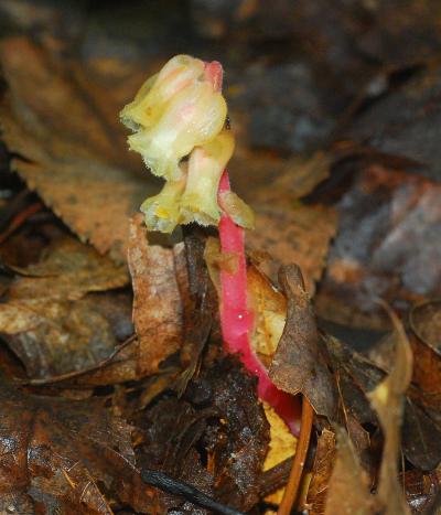 Monotropa_hypopitys_flowers3.jpg