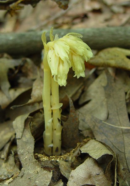 Monotropa_hypopitys_plant.jpg