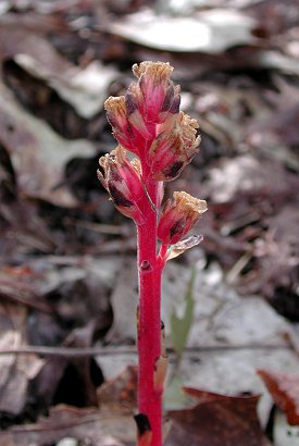 Monotropa_hypopitys_plant2.jpg