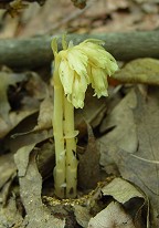 Monotropa hypopitys thumbnail