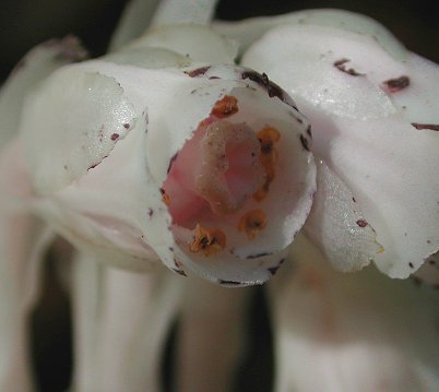 Monotropa_uniflora_flower.jpg