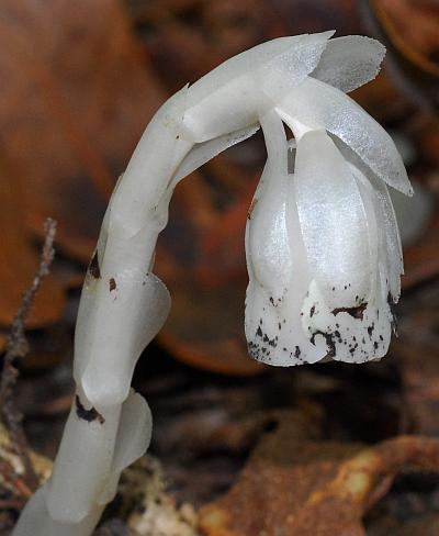 Monotropa_uniflora_flower2.jpg