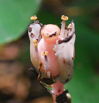 Monotropa_uniflora_functional.jpg