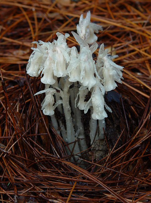 Monotropa_uniflora_plant.jpg