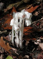 Monotropa uniflora thumbnail