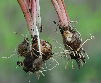 Muscari_botryoides_bulbs.jpg