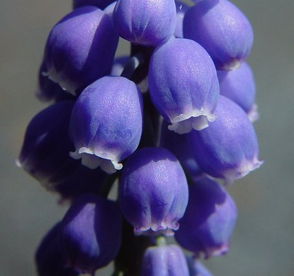 Muscari_botryoides_flowers.jpg