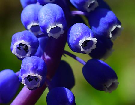 Muscari_botryoides_flowers2.jpg