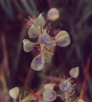 Muscari_botryoides_fruits.jpg