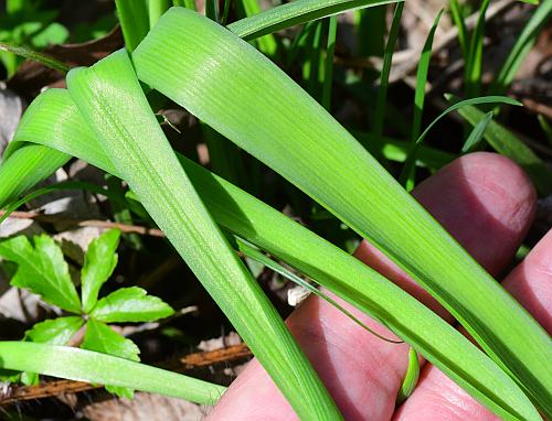 Muscari_botryoides_leaves.jpg