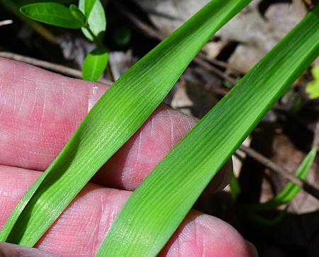 Muscari_botryoides_leaves2.jpg