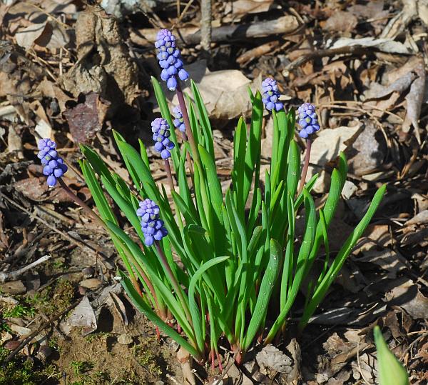 Muscari_botryoides_plant.jpg