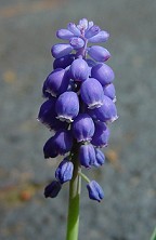 Muscari botryoides thumbnail