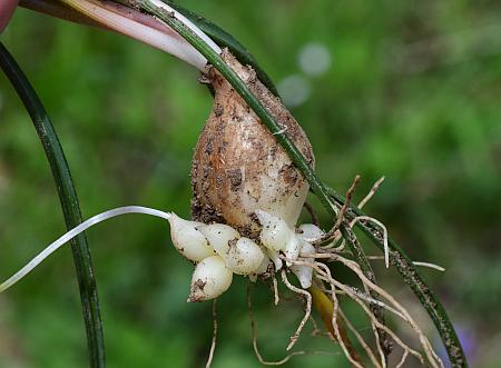 Muscari_racemosum_bulb.jpg