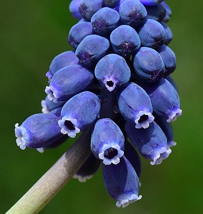 Muscari_racemosum_flowers1.jpg