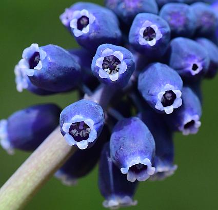 Muscari_racemosum_flowers2.jpg