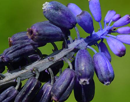 Muscari_racemosum_flowers3.jpg