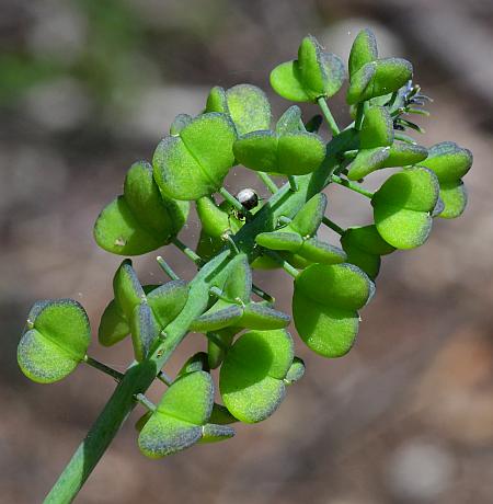 Muscari_racemosum_fruits1.jpg