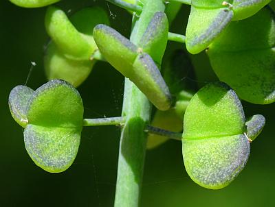 Muscari_racemosum_fruits2.jpg