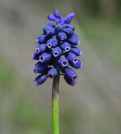 Muscari_racemosum_inflorescence.jpg